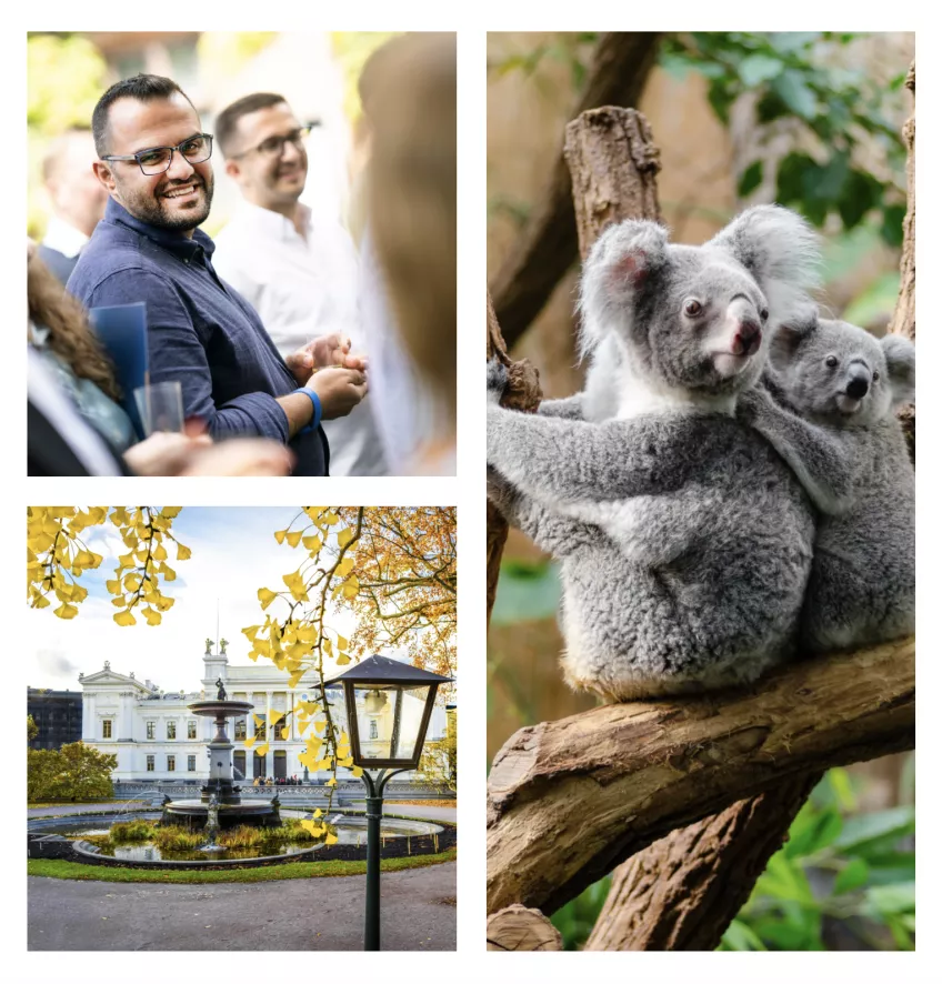 Tre bilder i ett kollage som visar en man, Lunds universitetshus och en koala. Fotokollage.